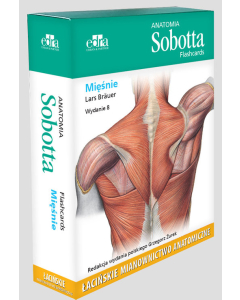 Anatomia Sobotta Flashcards Mięśnie