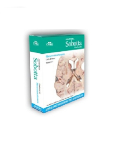 Anatomia Sobotta Flashcards Neuroanatomia.
