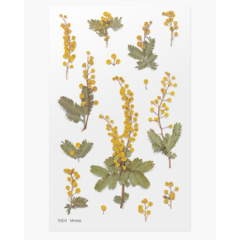 Naklejki ozdobne kwiaty Mimoza