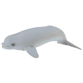 Wieloryb Beluga młode