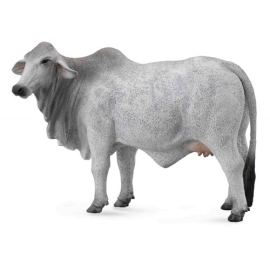Krowa brahman L