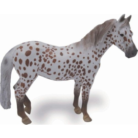 Klacz British Spotted Pony maści kasztan Leopard XL