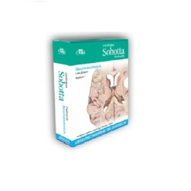 Anatomia Sobotta Flashcards Neuroanatomia.